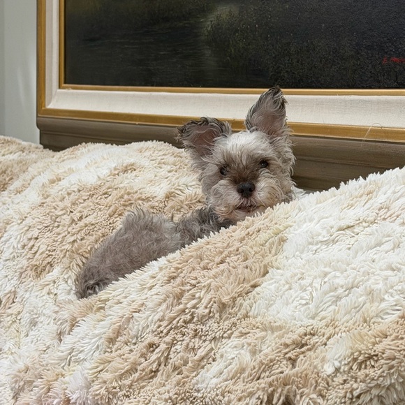 Meet your Posher, Elizabeth - Picture 2 of 2